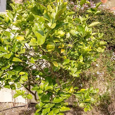 Vintage Chic With Terrace Garden & Air Con Lizbona